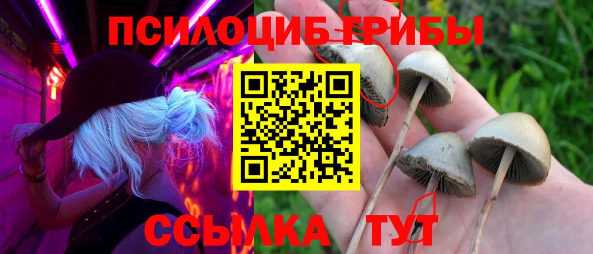 Галлюциногенные грибы Psilocybine cubensis Обнинск